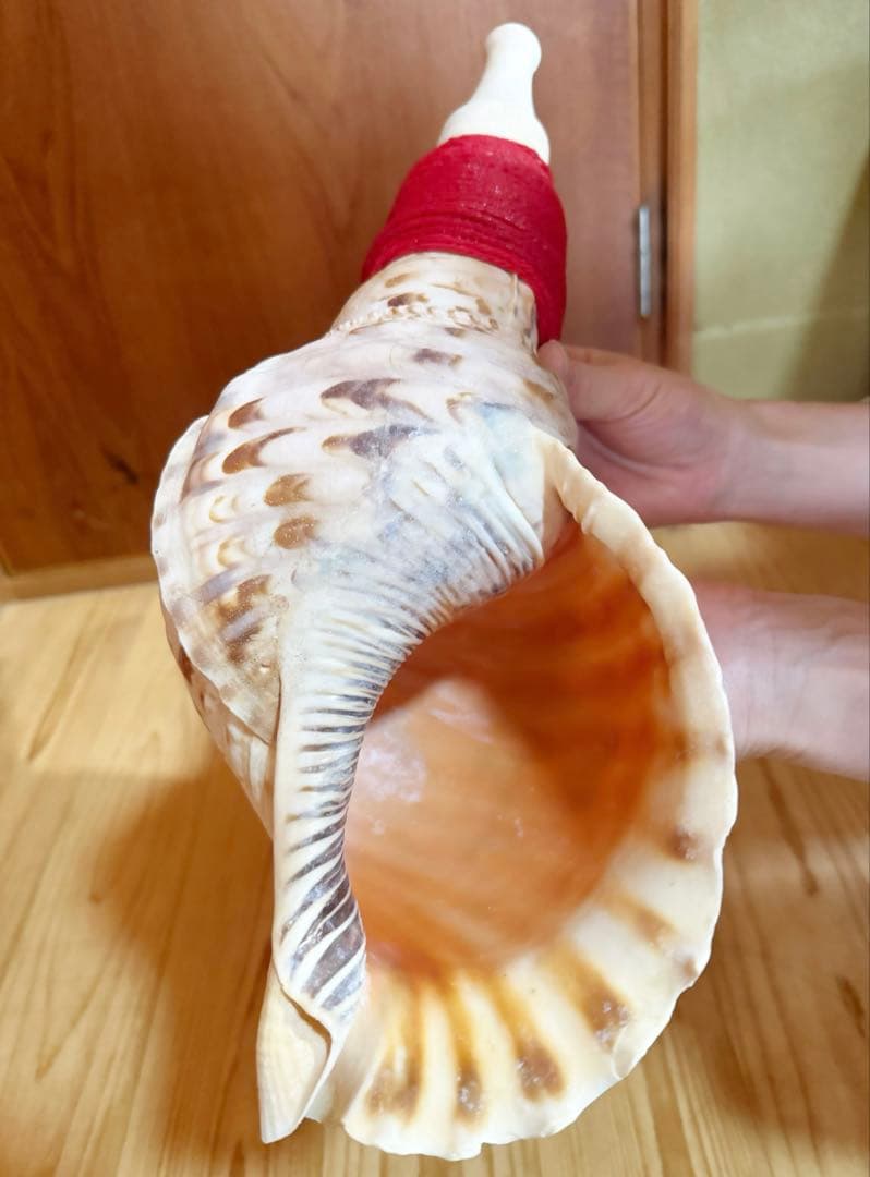 特大修験道法螺貝42㎝　山伏　密教　魔除け　熊よけ❣️ホラガイ　ほら貝
