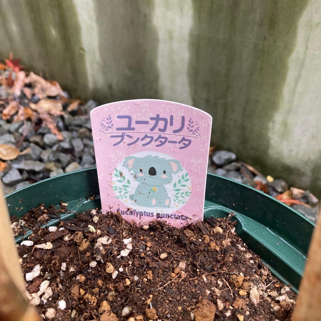 Ｃユーカリ・プンクタータ　フクロモモンガ♡