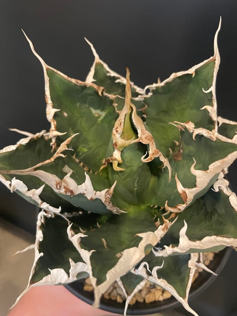 アガベ チタノタ 狼人　大株4.5号鉢子株付　鉢ごと発送