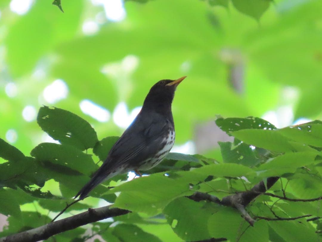 デジタルカメラ Canon Power Shot SX70 HS