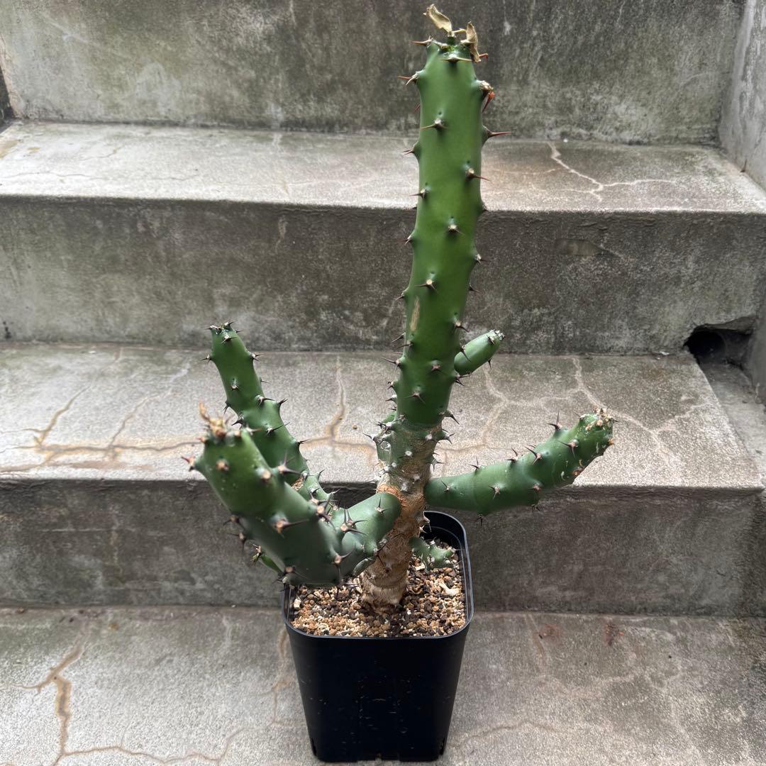 ユーフォルビア カドゥシフォリア 多肉植物