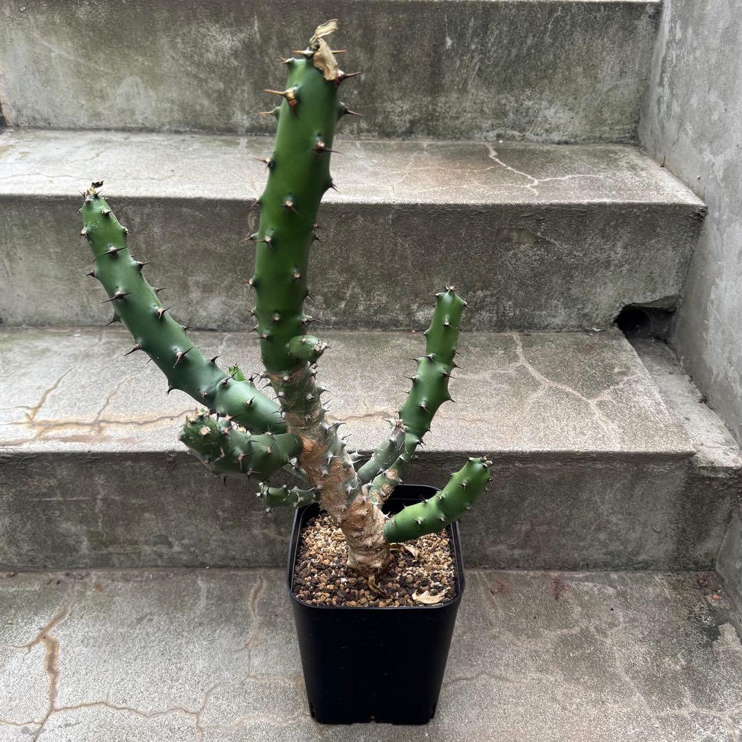 ユーフォルビア カドゥシフォリア 多肉植物