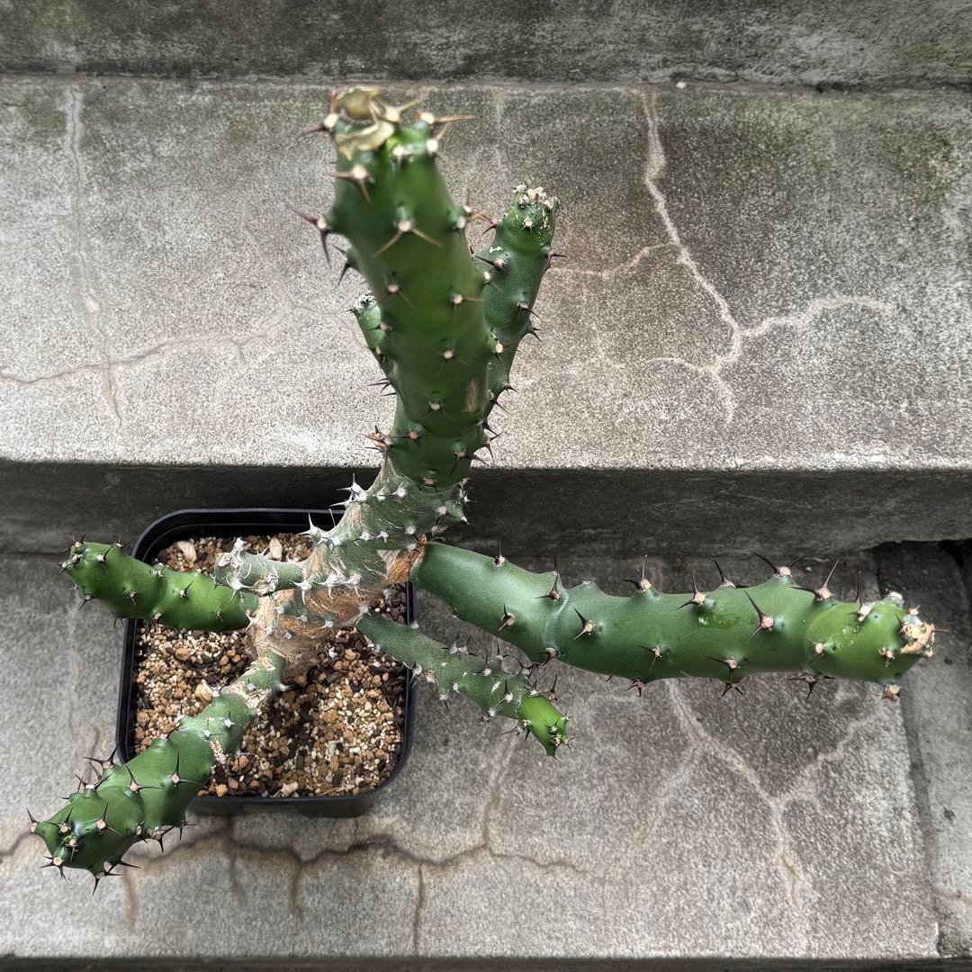 ユーフォルビア カドゥシフォリア 多肉植物