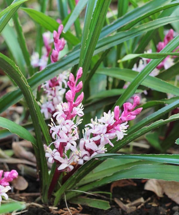 吉祥草 キッショウソウ (100株)　茶花