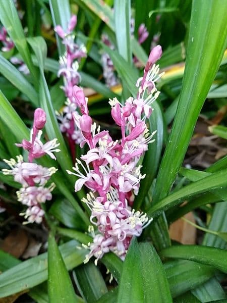 吉祥草 キッショウソウ (100株)　茶花