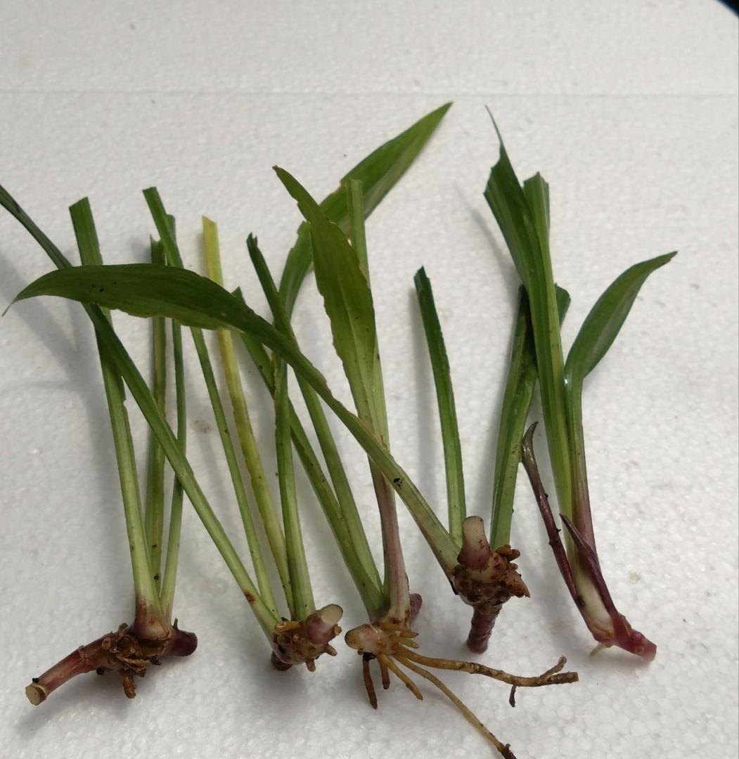 吉祥草 キッショウソウ (100株)　茶花