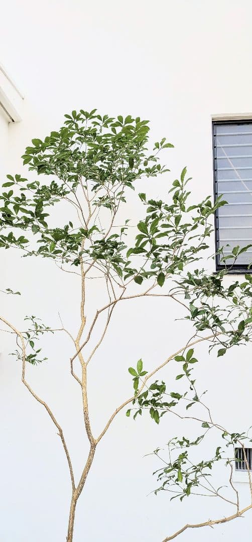 2.7m。山採りアセビ。