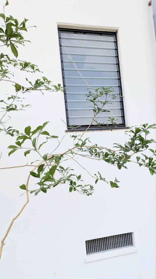 2.7m。山採りアセビ。