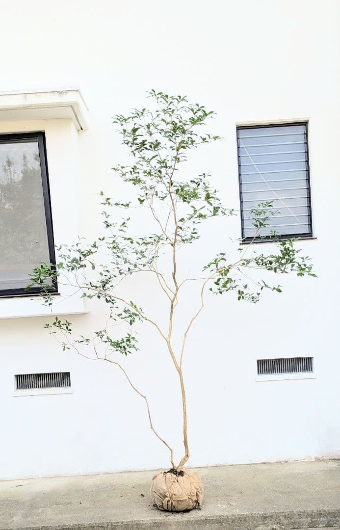 2.7m。山採りアセビ。