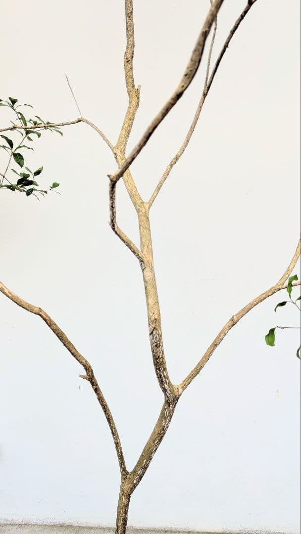 2.7m。山採りアセビ。