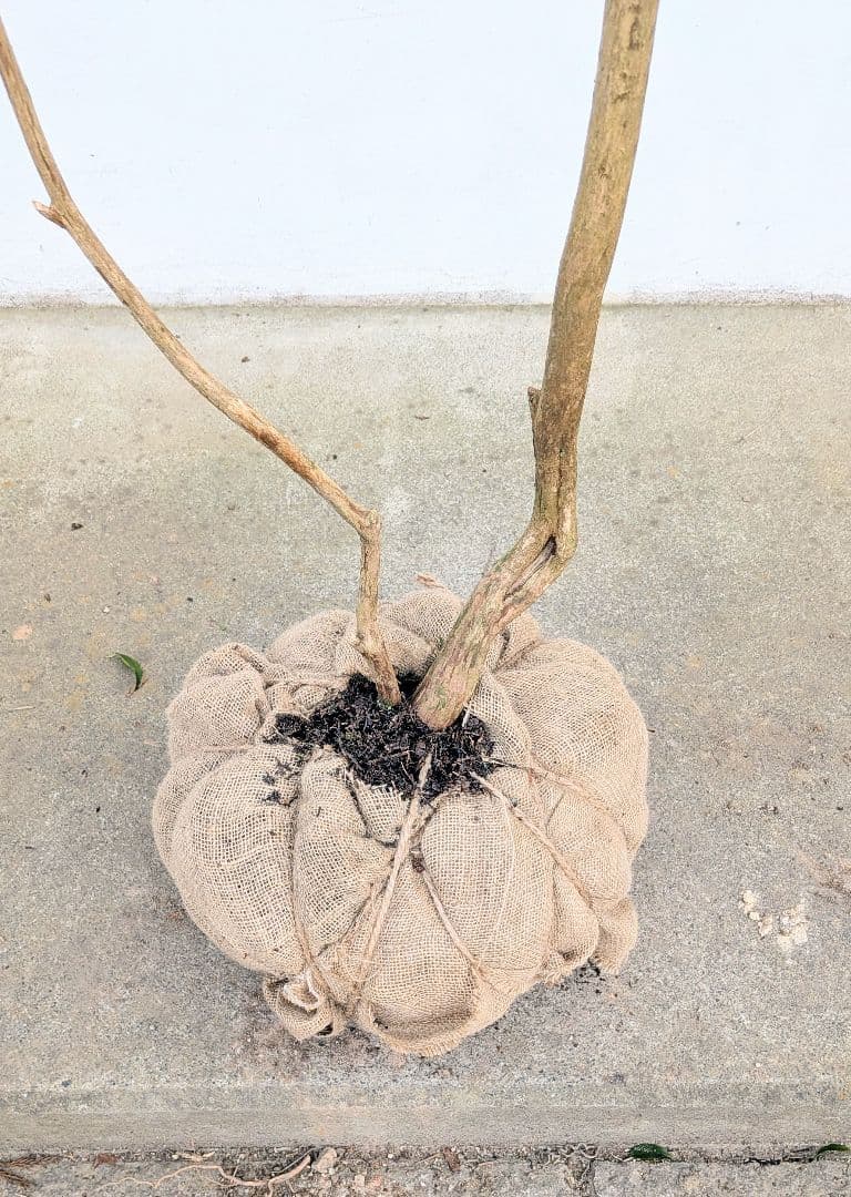 2.7m。山採りアセビ。