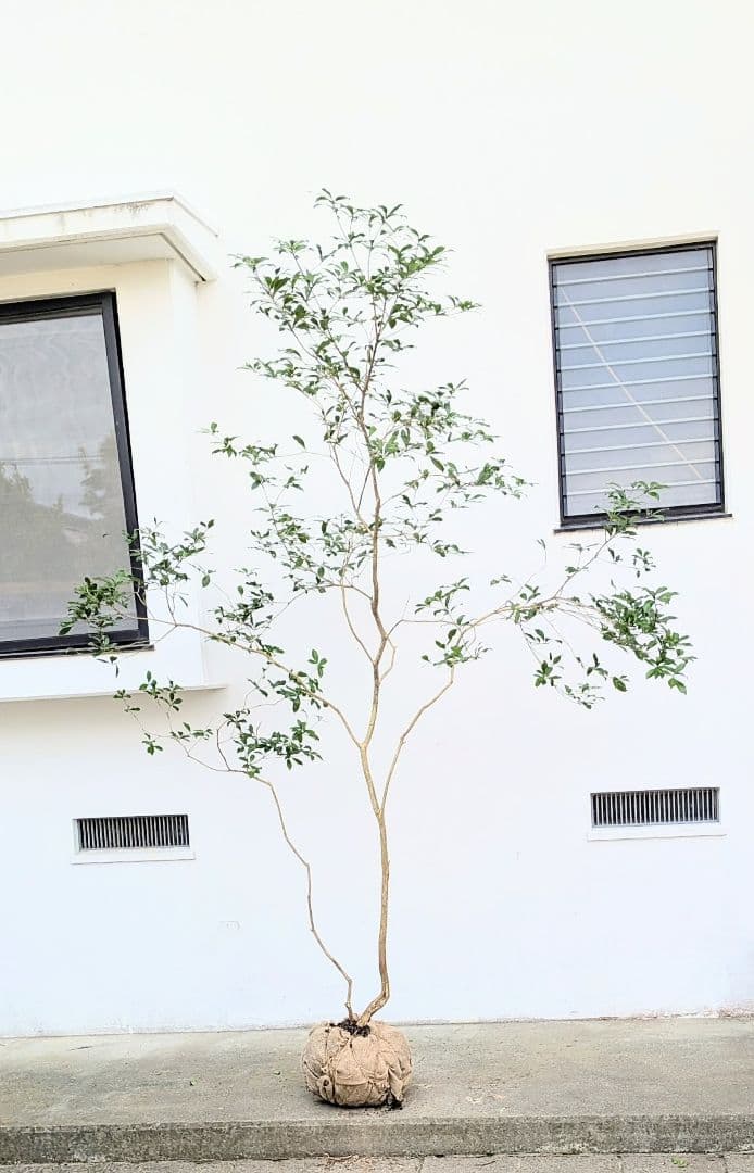 2.7m。山採りアセビ。