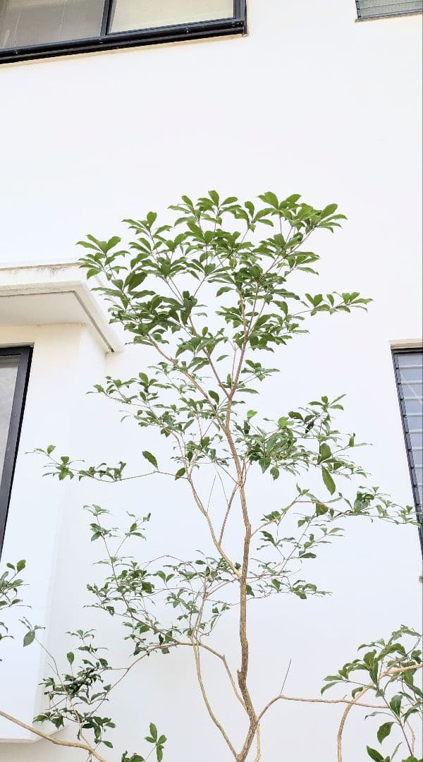 2.7m。山採りアセビ。