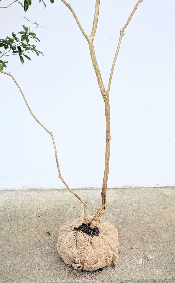 2.7m。山採りアセビ。