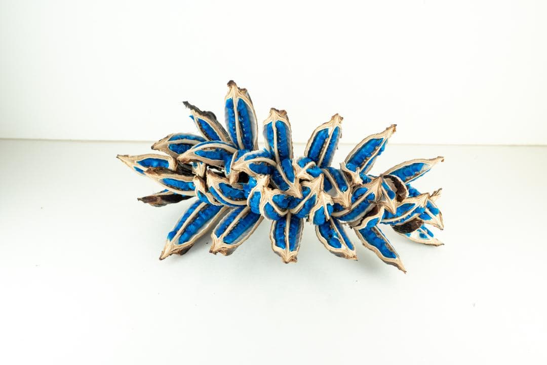 タビビトノキ 青い種 バラ 2 旅人の木 オオギバショウ