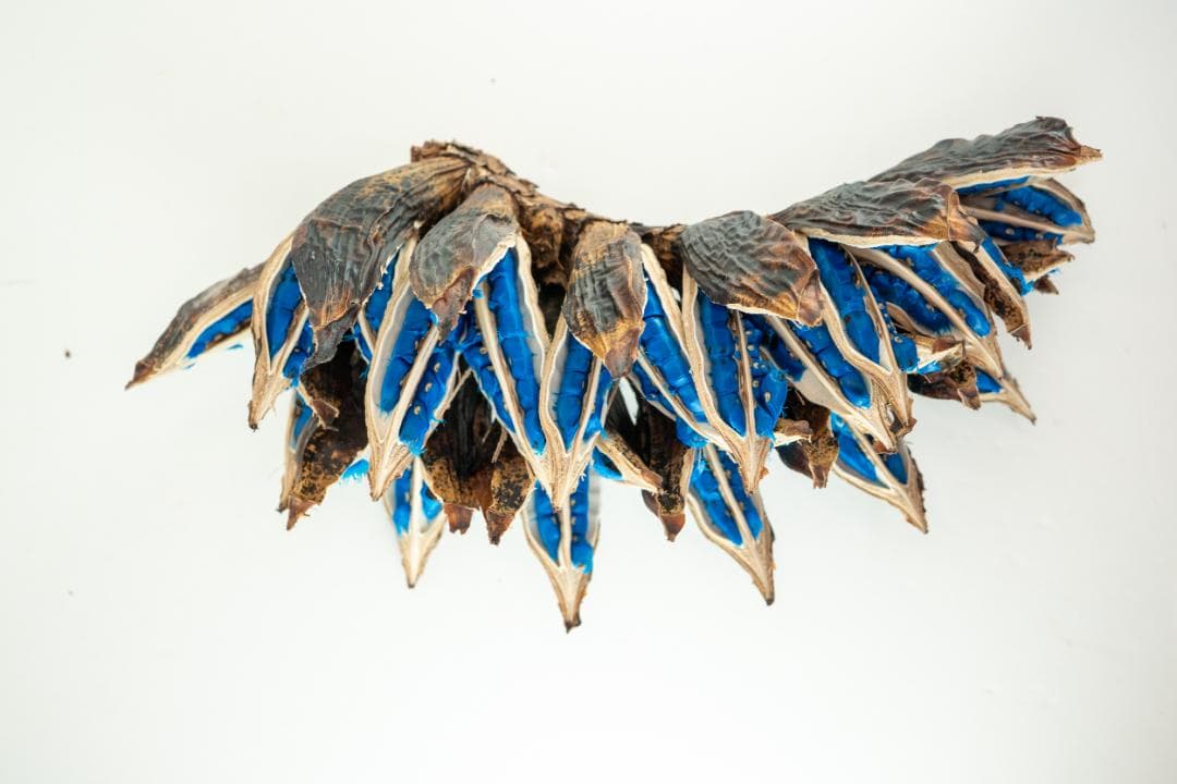 タビビトノキ 青い種 バラ 2 旅人の木 オオギバショウ