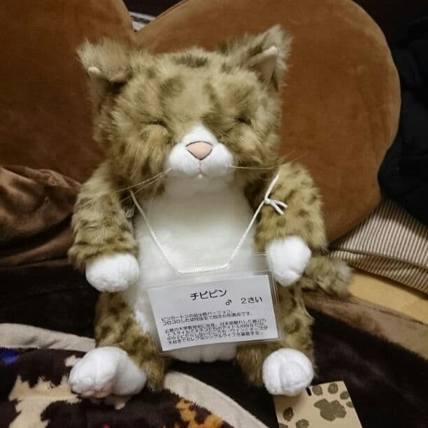 リアル猫　チビピン
