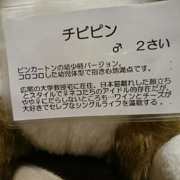 リアル猫　チビピン