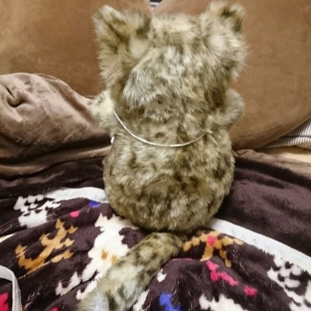 リアル猫　チビピン