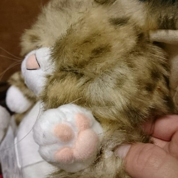 リアル猫　チビピン