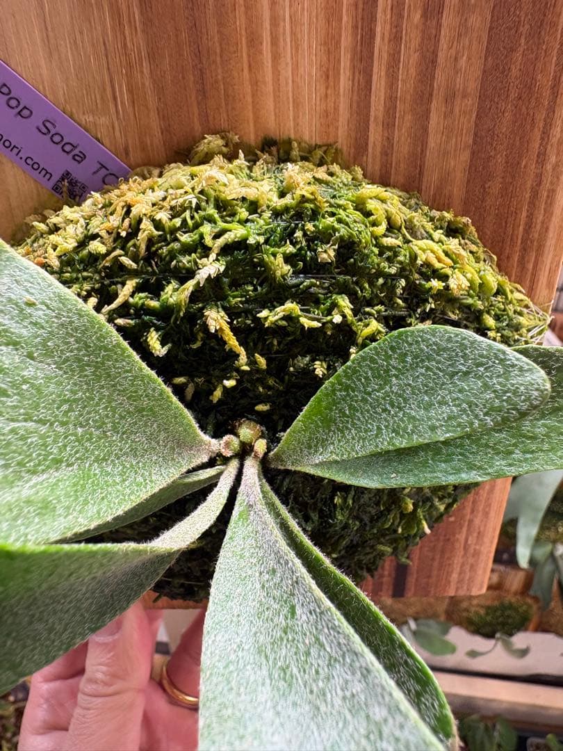 ビカクシダ Pop Soda TC