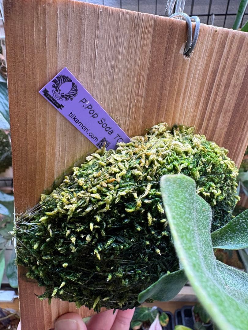 ビカクシダ Pop Soda TC