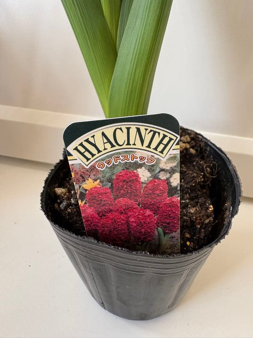 訳あり ヒヤシンス ウッドストック 花後株 3号ポット 球根植物 W-2