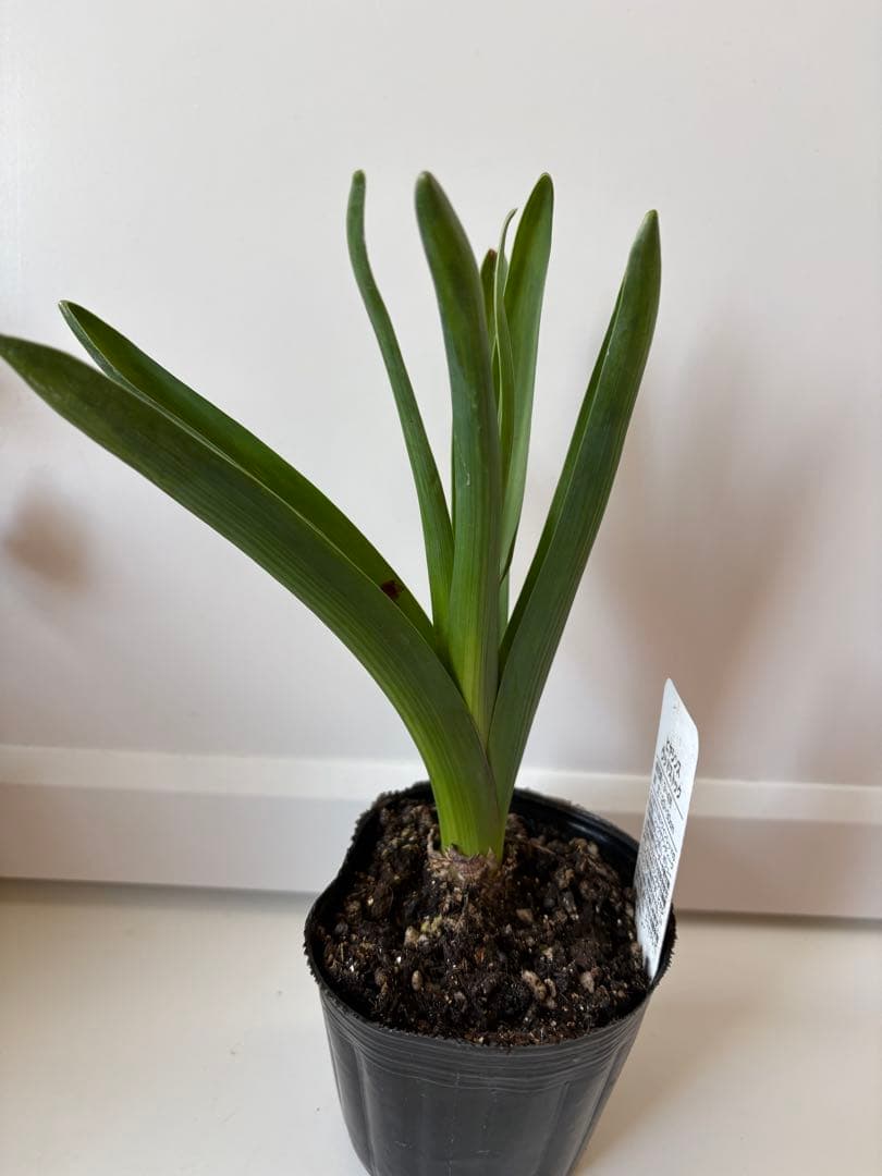 訳あり ヒヤシンス ウッドストック 花後株 3号ポット 球根植物 W-2