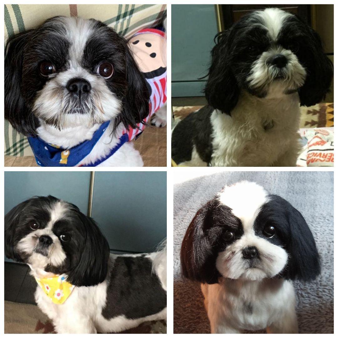 愛犬さんの羊毛フェルトオーダー専門・わんちゃん