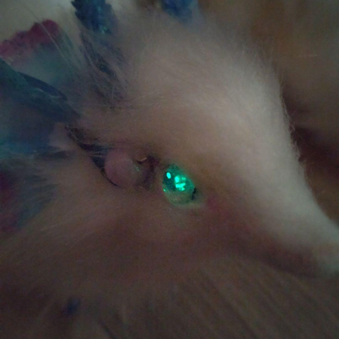 南風妖精龍アートドール ドラゴン 龍ぬいぐるみ artdoll Dragon人形