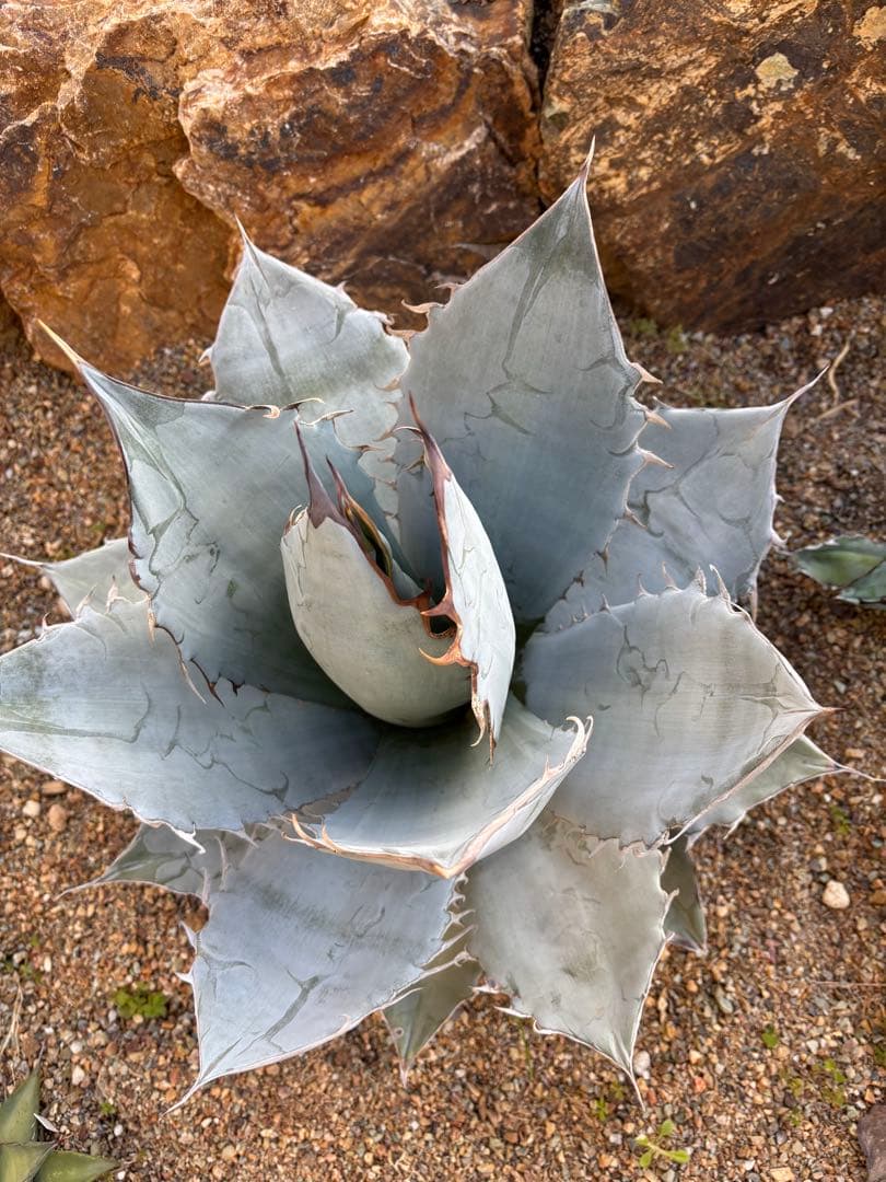 特大　美形株　ホワイトアイス　アガベ　チタノタ　斑入り