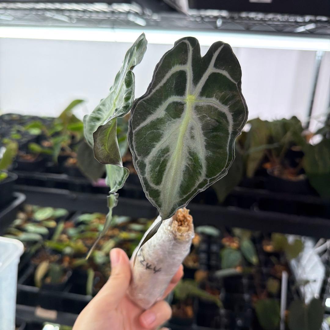 アロカシア ヴェノム Alocasia 'Venom' 管理番号s244