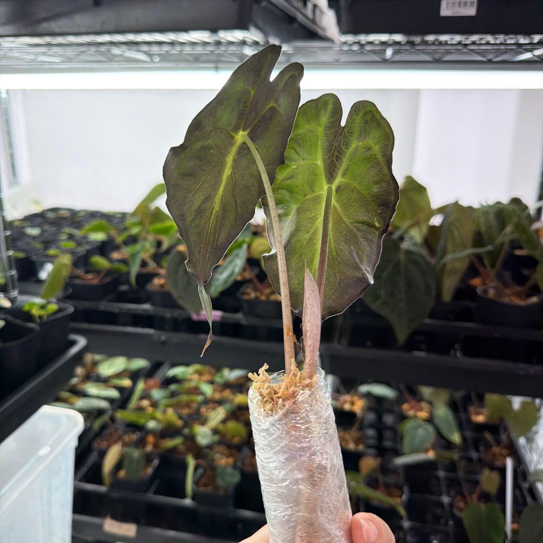 アロカシア ヴェノム Alocasia 'Venom' 管理番号s244