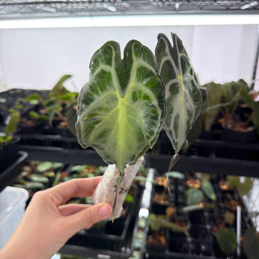 アロカシア ヴェノム Alocasia 'Venom' 管理番号s244