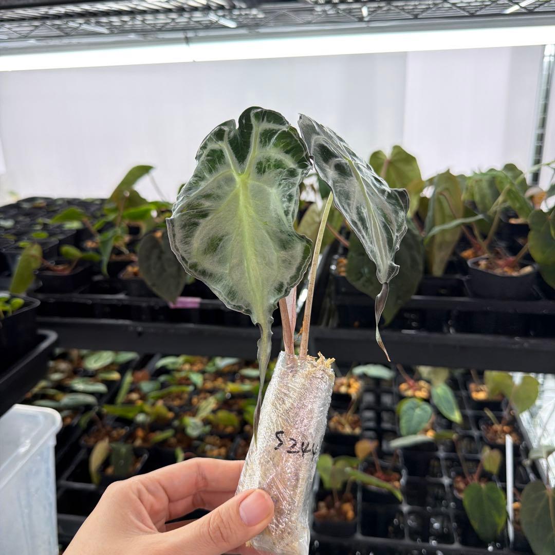 アロカシア ヴェノム Alocasia 'Venom' 管理番号s244