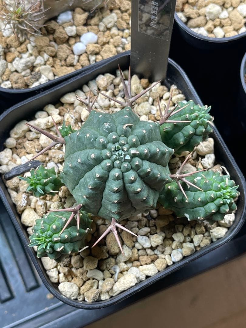 EMP ユーフォルビア 群生冠 実生 輸入球 / 群生Yu165