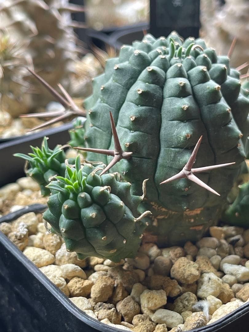 EMP ユーフォルビア 群生冠 実生 輸入球 / 群生Yu165