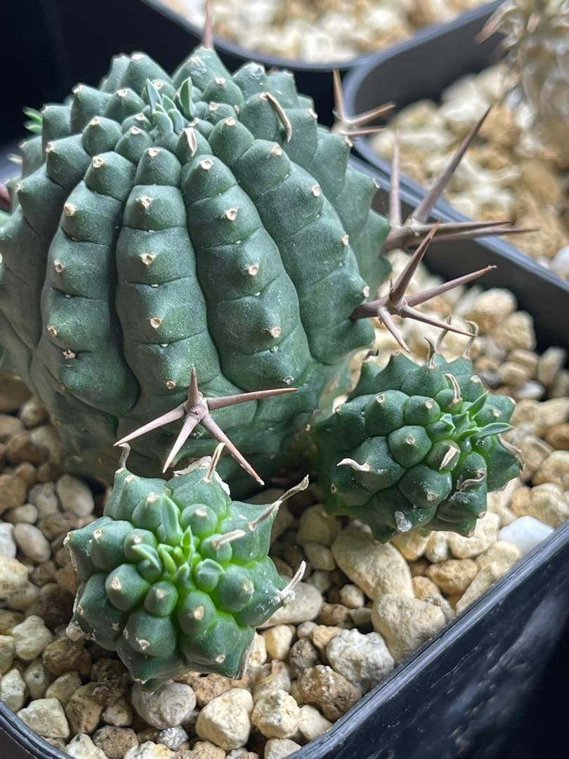 EMP ユーフォルビア 群生冠 実生 輸入球 / 群生Yu165