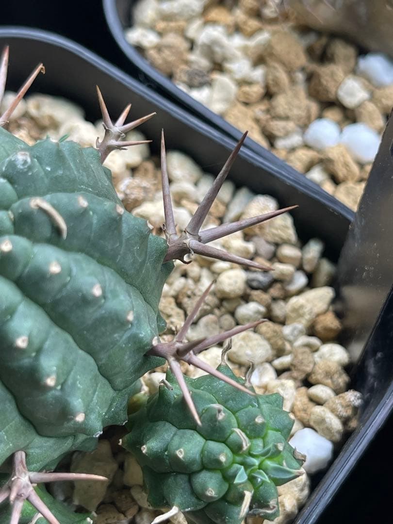 EMP ユーフォルビア 群生冠 実生 輸入球 / 群生Yu165