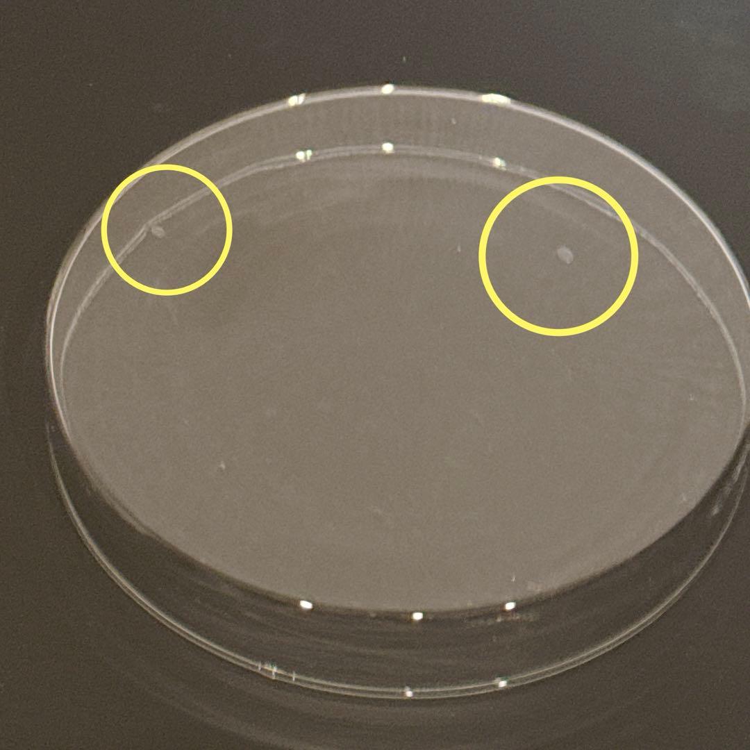 ⭐️匿名配送❣️シャーレ ペトリ皿 ガラス製 蓋付き 5個 ハンドメイド 150mm