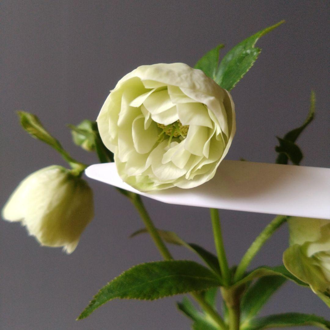 クリスマスローズ　ダーク系ddとホワイトグリーン系dd　２種類セット　開花株