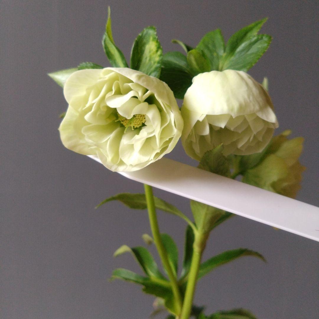 クリスマスローズ　ダーク系ddとホワイトグリーン系dd　２種類セット　開花株