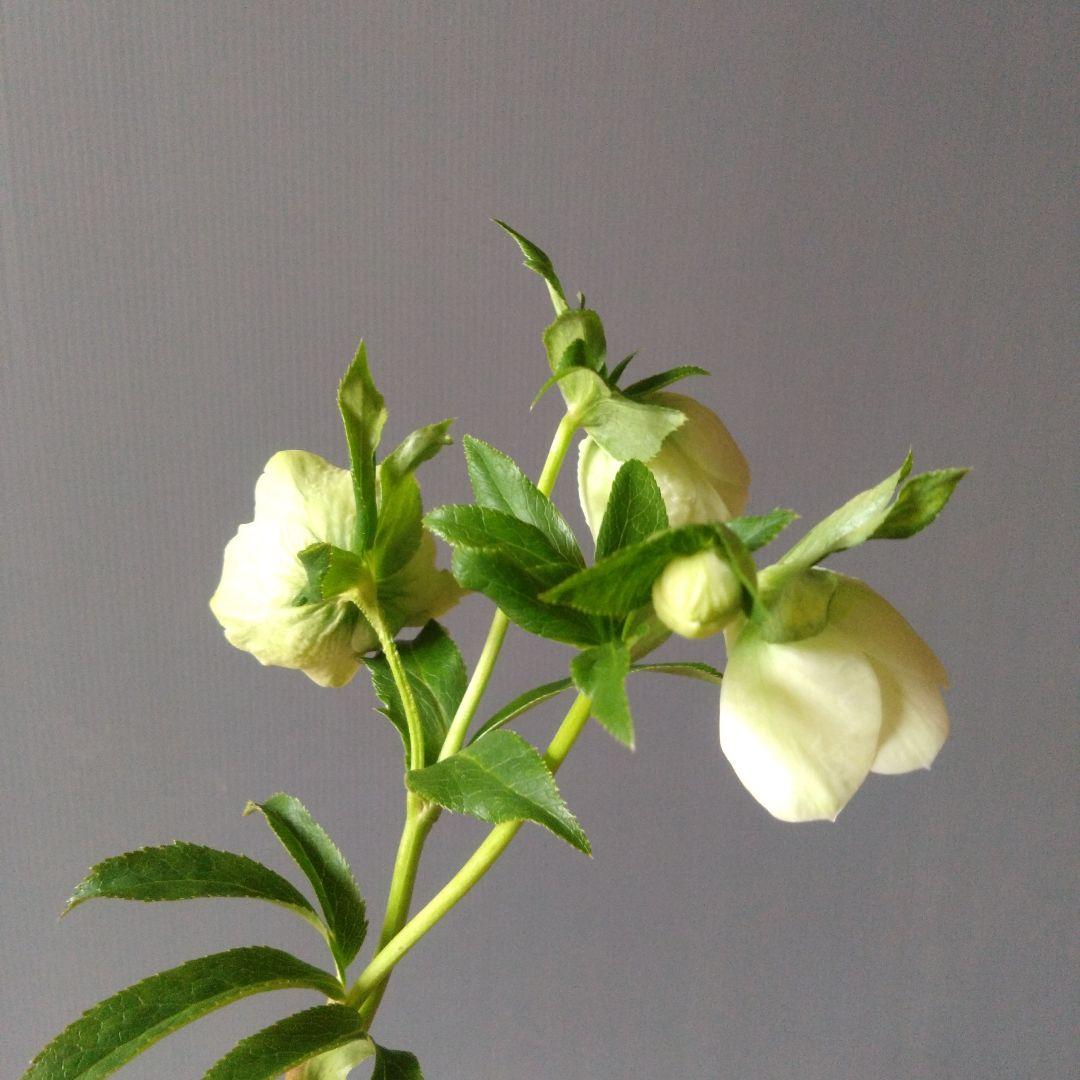 クリスマスローズ　ダーク系ddとホワイトグリーン系dd　２種類セット　開花株