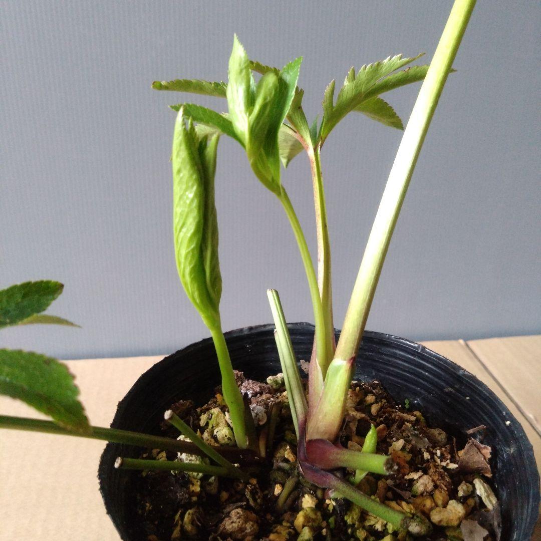 クリスマスローズ　ダーク系ddとホワイトグリーン系dd　２種類セット　開花株