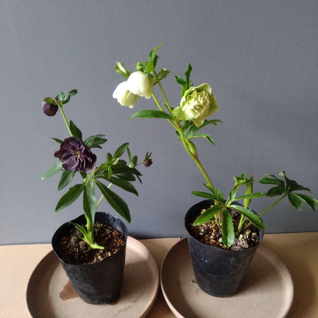 クリスマスローズ　ダーク系ddとホワイトグリーン系dd　２種類セット　開花株