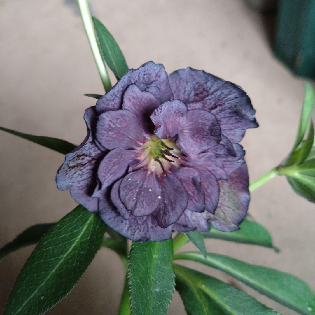 クリスマスローズ　ダーク系ddとホワイトグリーン系dd　２種類セット　開花株