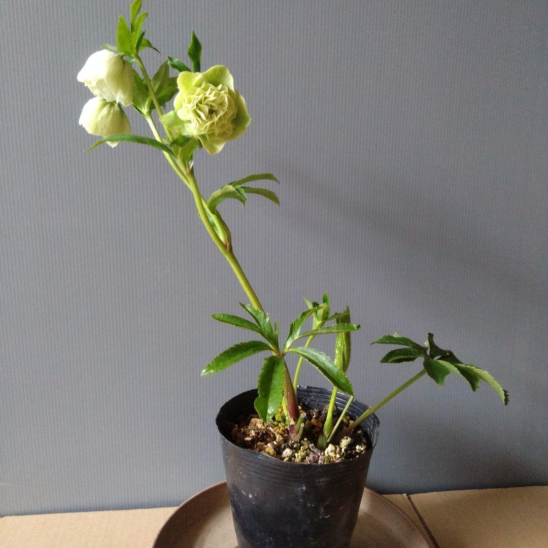 クリスマスローズ　ダーク系ddとホワイトグリーン系dd　２種類セット　開花株