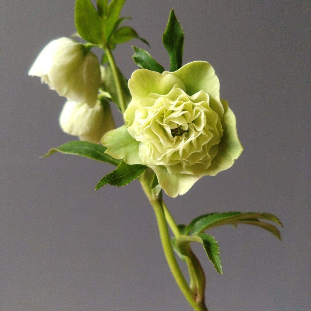 クリスマスローズ　ダーク系ddとホワイトグリーン系dd　２種類セット　開花株