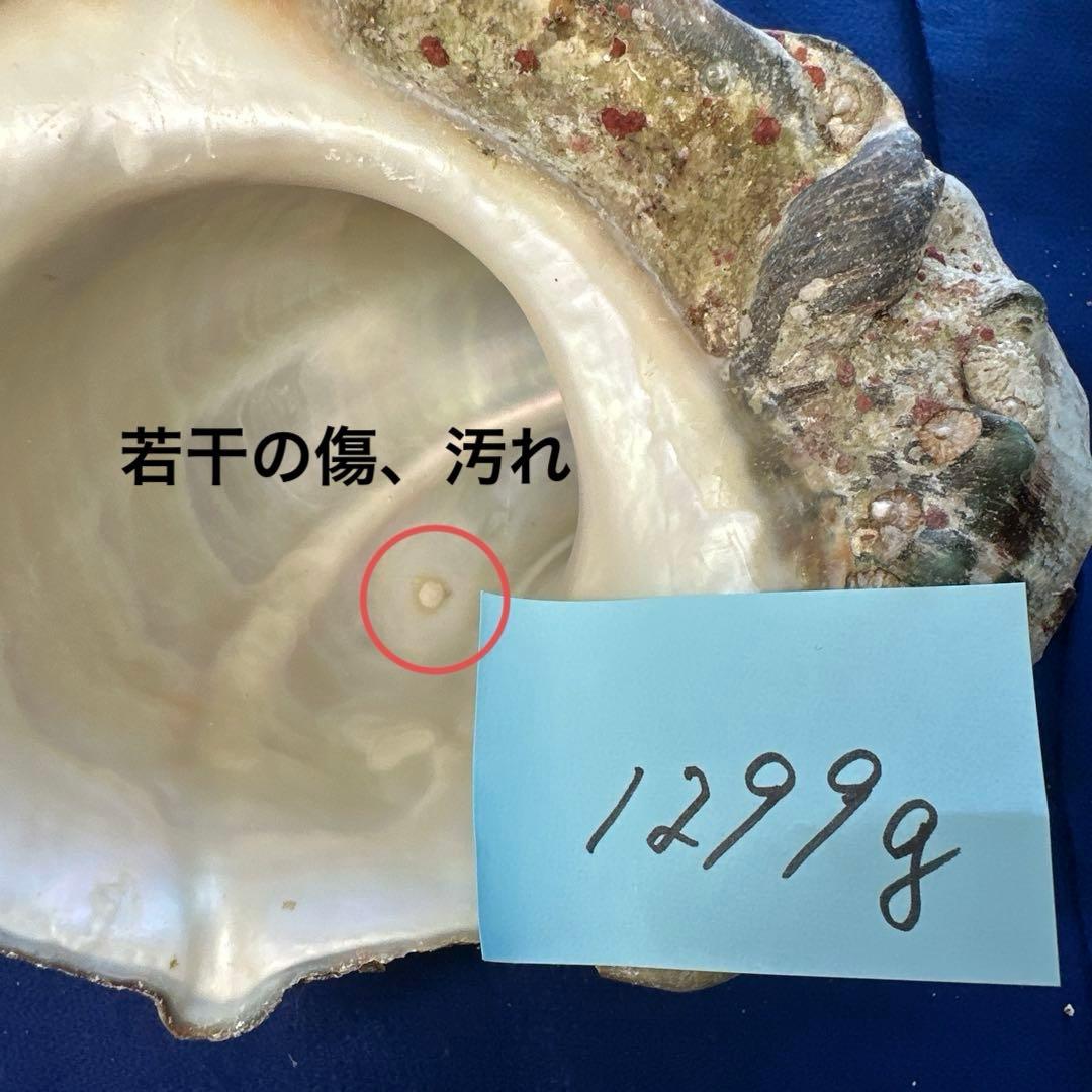夜光貝　ヤコウ貝　まとめ売り　12個　15kg アクセサリー　ルアー