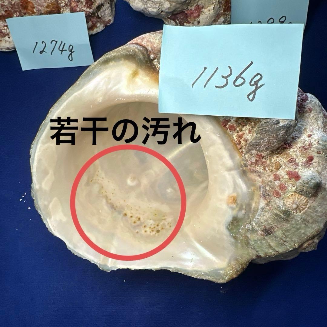 夜光貝　ヤコウ貝　まとめ売り　12個　15kg アクセサリー　ルアー